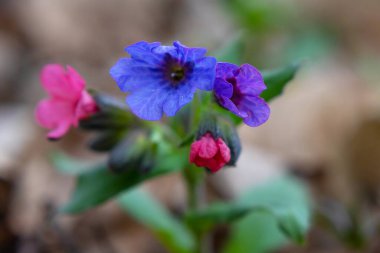 Pulmonaria (akciğer kurdu) çiçekleri ilkbaharın başlarında çekilmiş, yakın çekim