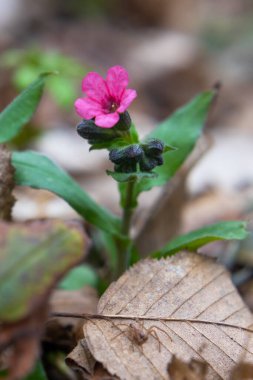 Pulmonaria (akciğer kurdu) çiçekleri ilkbaharın başlarında çekilmiş, yakın çekim