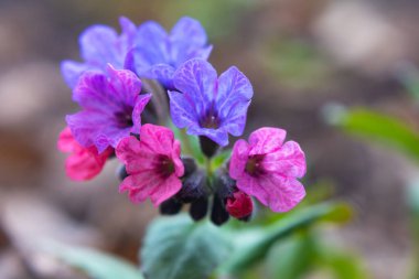 Pulmonaria (lungwort) flowers close up, taken in early spring clipart
