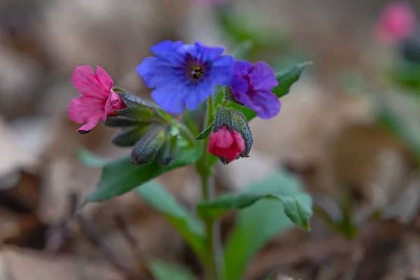 Pulmonaria Tüdőfű Virágok Közelednek Tavasz Elején — Stock Fotó
