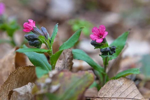 早春に撮影されたプルモナリア ヨモギ の花を閉じます — ストック写真