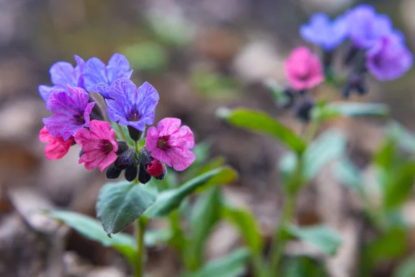 Płuca Dziurawiec Kwiaty Bliska Podjęte Wczesną Wiosną — Zdjęcie stockowe