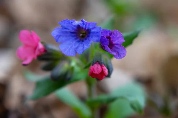 Pulmonaria Lungwort Flowers Close Taken Early Spring — Stock Photo, Image