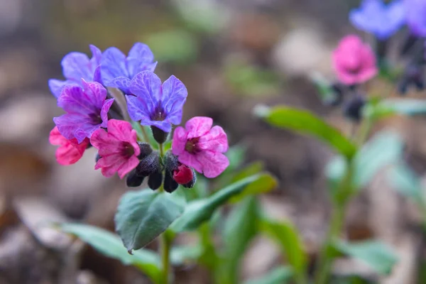Pulmonaria Lungwort Flowers Close Taken Early Spring — Stock Photo, Image