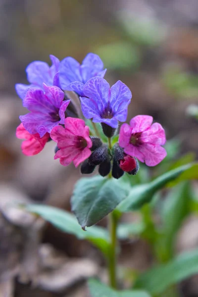 Płuca Dziurawiec Kwiaty Bliska Podjęte Wczesną Wiosną — Zdjęcie stockowe