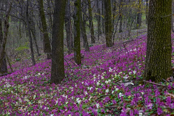 Лілак Біло Фіолетові Фіолетові Квіти Початку Весняного Лісу Київському Ботанічному — стокове фото