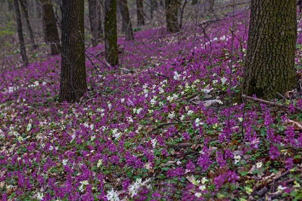 キエフ植物園の早春の森の中のライラック 白と紫のフムギの花 — ストック写真