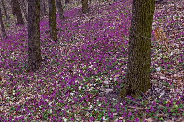 Lilac Witte Violette Fumewort Bloemen Het Vroege Voorjaar Bos Kiev — Stockfoto