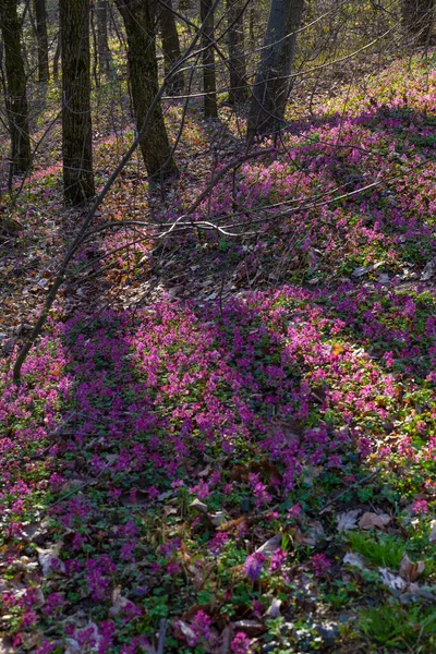 Liliowy Biały Fioletowy Fumewort Kwiaty Wczesnej Wiosny Lasu Kijowie Ogród — Zdjęcie stockowe