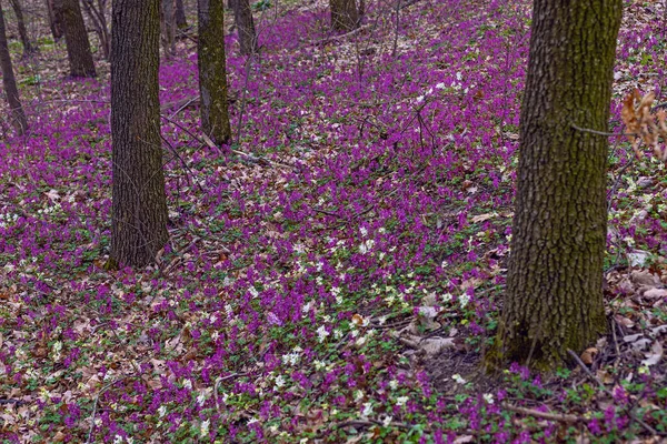 Lilac Witte Violette Fumewort Bloemen Het Vroege Voorjaar Bos Kiev — Stockfoto