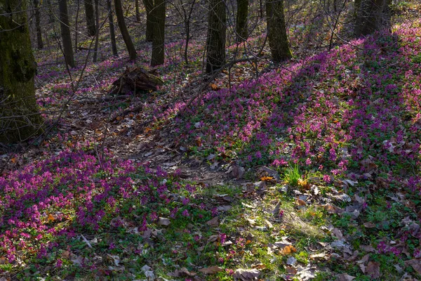 Liliowy Biały Fioletowy Fumewort Kwiaty Wczesnej Wiosny Lasu Kijowie Ogród — Zdjęcie stockowe