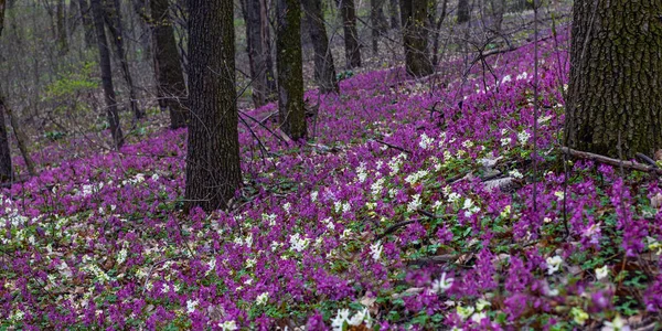 Λίλιακ Λευκά Και Βιολετί Λουλούδια Fumewort Πρώιμο Εαρινό Δάσος Στο — Φωτογραφία Αρχείου