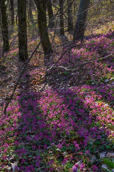 Lila Fehér Ibolya Füves Virágok Kora Tavaszi Erdőben Kijevben Botanikus — Stock Fotó