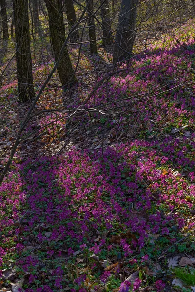 Lilás Branco Violeta Fumewort Flores Início Floresta Primavera Kyiv Jardim — Fotografia de Stock