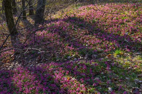 Bahar Ormanı Kyiv Botanik Bahçesinde Leylak Beyaz Menekşe Buharı Çiçekleri — Stok fotoğraf