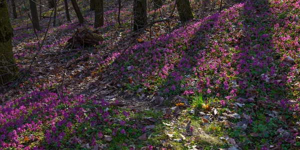 キエフ植物園の早春の森の中のライラック 白と紫のフムギの花 — ストック写真