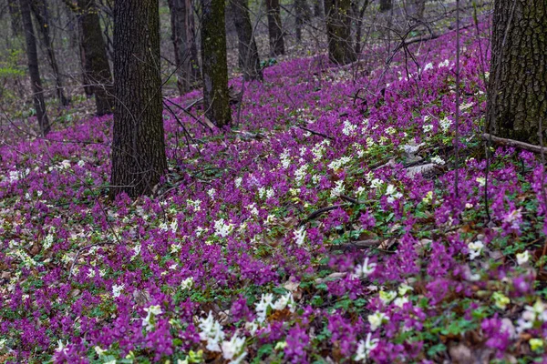 Лілак Біло Фіолетові Фіолетові Квіти Початку Весняного Лісу Київському Ботанічному — стокове фото