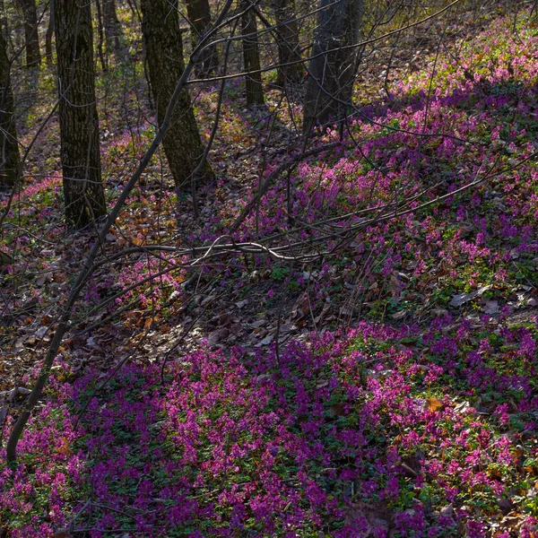 Fiori Artemisia Lilla Bianca Viola Nella Foresta Inizio Primavera Nel — Foto Stock