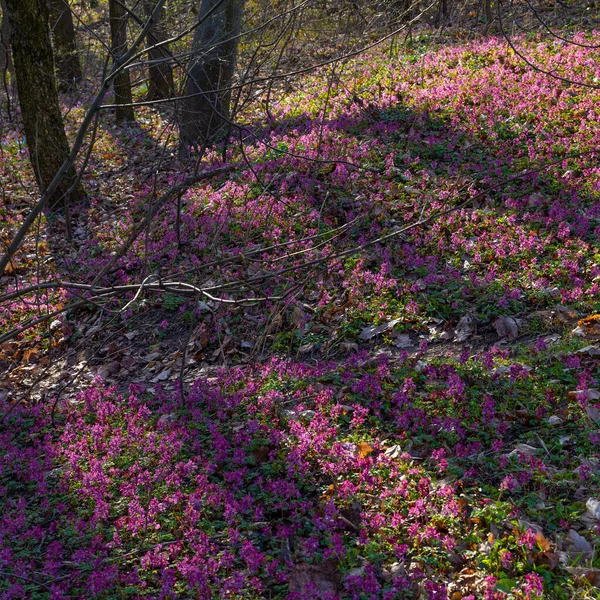 Bahar Ormanı Kyiv Botanik Bahçesinde Leylak Beyaz Menekşe Buharı Çiçekleri — Stok fotoğraf