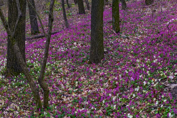 基辅植物园早春森林中的丁香 白花和紫花 — 图库照片