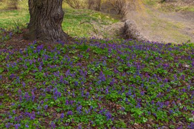 Kyiv Botanik Bahçesinde mor buhar solucanı çiçekleri ve yalnız ağaç