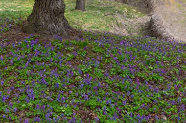 Kyiv Botanik Bahçesinde mor buhar solucanı çiçekleri ve yalnız ağaç