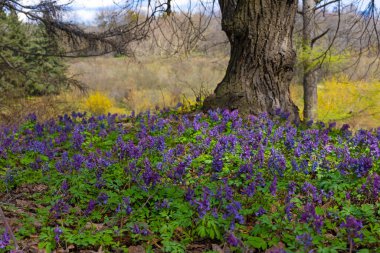 Kyiv Botanik Bahçesinde mor buhar solucanı çiçekleri ve yalnız ağaç