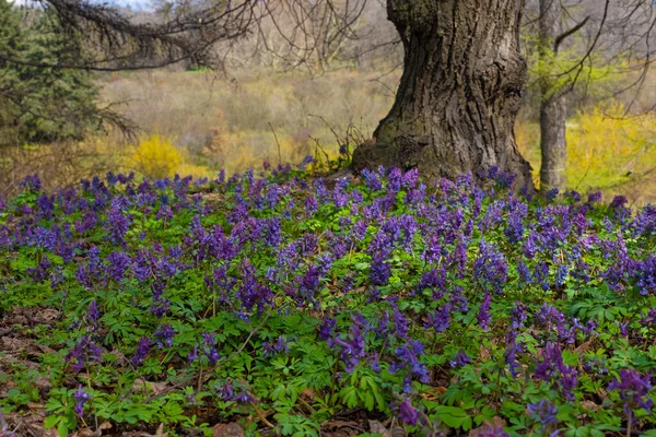 Violet Fumewort Flowers Lonely Tree Kyiv Botanical Garden — Stock Photo, Image