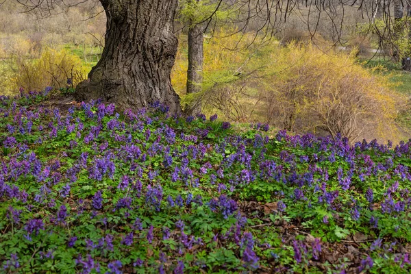Violette Fumewort Bloemen Eenzame Boom Kiev Botanische Tuin — Stockfoto