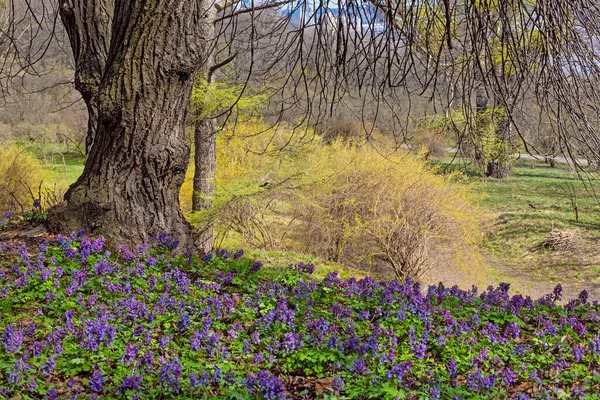 Veilchenrauchblüten Und Einsamer Baum Botanischen Garten Kiew — Stockfoto