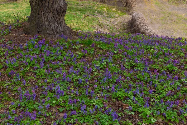 Violet Fumewort Flowers Lonely Tree Kyiv Botanical Garden — Stock Photo, Image