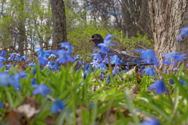 Duif Weide Blauwe Scilla Bloeit Het Voorjaar — Stockfoto