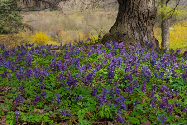 Kyiv Botanik Bahçesinde Mor Buhar Solucanı Çiçekleri Yalnız Ağaç — Stok fotoğraf