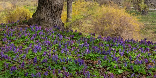 Violette Fumewort Bloemen Eenzame Boom Kiev Botanische Tuin — Stockfoto