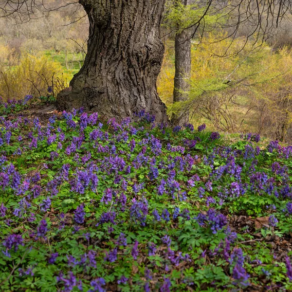 Fioletowe Kwiaty Fumewort Samotne Drzewo Kijowskim Ogrodzie Botanicznym — Zdjęcie stockowe