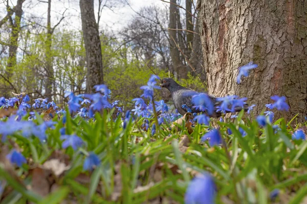 Голуб Лузі Синій Спіллі Цвіте Навесні — стокове фото