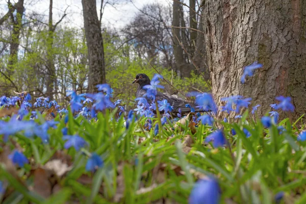 Gołąb Łące Niebieskiej Scylli Kwitnącej Wiosną — Zdjęcie stockowe