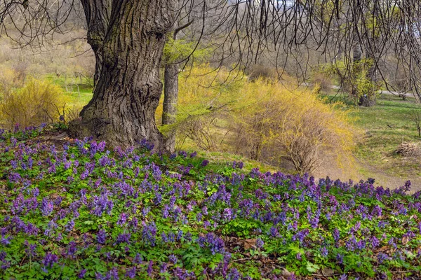 Violet Fumewort Λουλούδια Και Μοναχικό Δέντρο Στο Κίεβο Βοτανικός Κήπος — Φωτογραφία Αρχείου