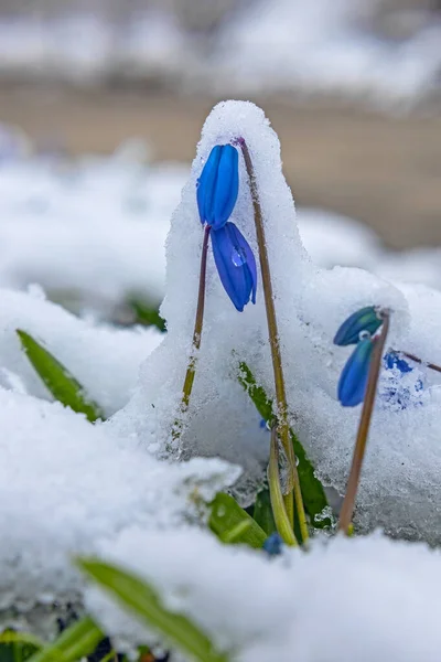 First Spring Scilla Flowers Snow Early Spring — Stock Photo, Image
