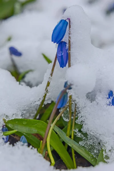 First Spring Scilla Flowers Snow Early Spring — Stock Photo, Image