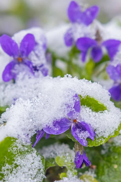 Перша Весна Фіалки Квіти Під Снігом Ранньою Весною — стокове фото