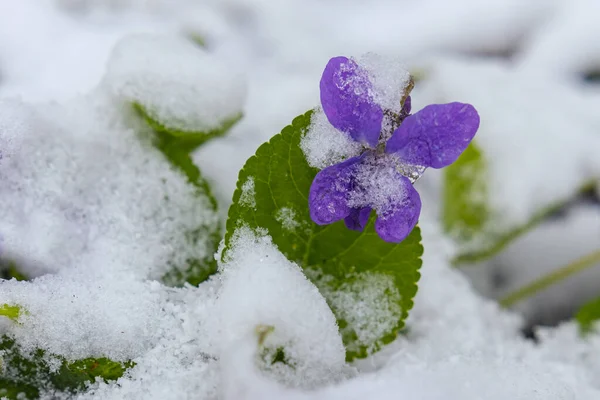 První Jarní Fialky Kvetou Pod Sněhem Jaře — Stock fotografie