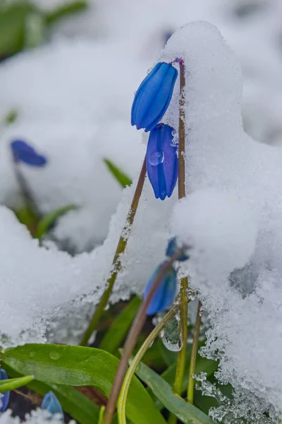 První Jarní Kytice Pod Sněhem Začátkem Jara — Stock fotografie
