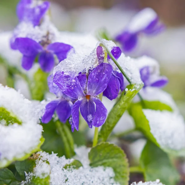 早春に雪の下で最初の春のスミレの花 — ストック写真