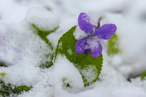 First Spring Violets Flowers Snow Early Spring — Stock Photo, Image