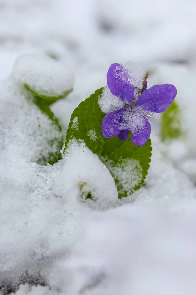 Pierwsza Wiosna Fiołki Kwiaty Pod Śniegiem Wczesną Wiosną — Zdjęcie stockowe