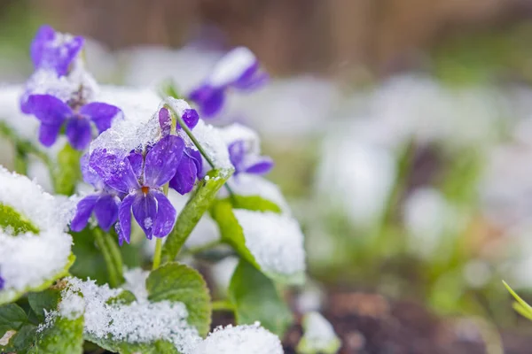 早春に雪の下で最初の春のスミレの花 — ストック写真