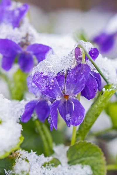 Első Tavasz Ibolya Virágok Alatt Kora Tavasszal — Stock Fotó