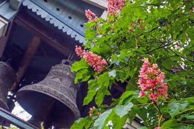 Kyiv botanik bahçesinde çiçek açan pembe kestane ağacı ve kilise çanları