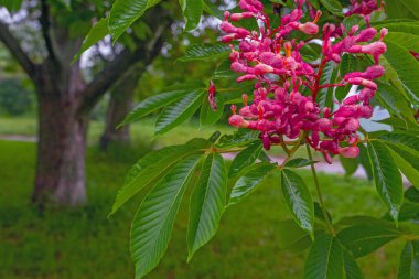 Kyiv botanik bahçesinde çiçek açan kestane ağacında pembe çiçekler